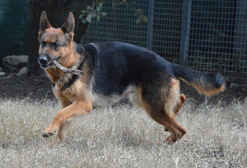 Publication : Des Terres D'Harmony Auteur : Elevage des Terres d'Harmony