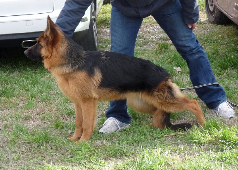 Publication : Des Terres D'Harmony Auteur : Elevage des Terres d'Harmony