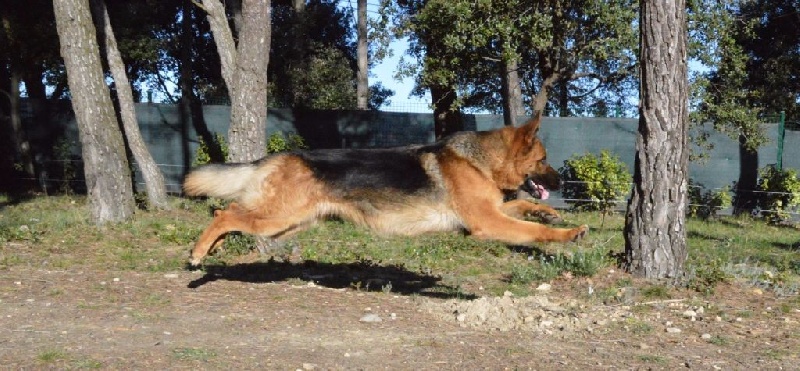 Publication : Des Terres D'Harmony Auteur : Elevage des Terres d'Harmony