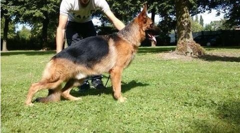 Publication : Des Terres D'Harmony Auteur : Elevage des Terres d'Harmony