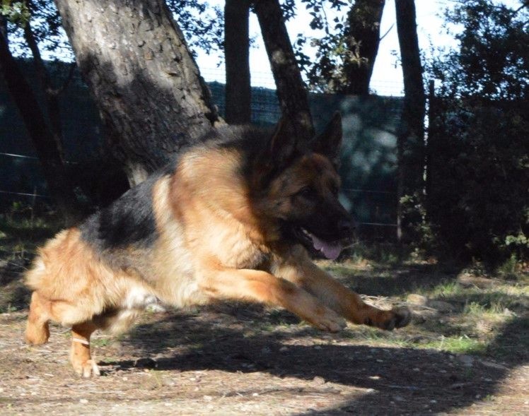 Publication : Des Terres D'Harmony Auteur : Elevage des Terres d'Harmony