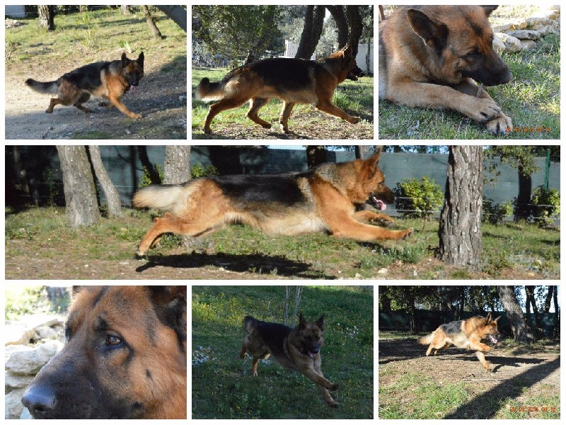 Publication : Des Terres D'Harmony Auteur : Elevage des Terres d'Harmony