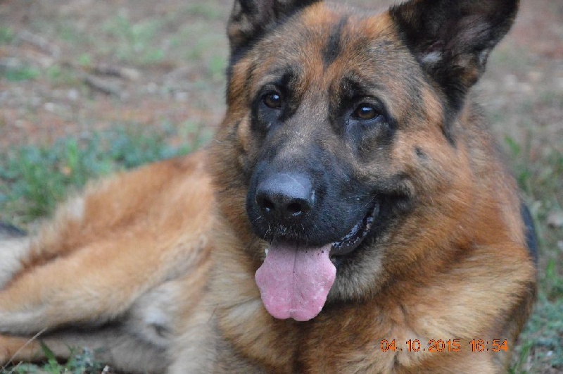 Publication : Des Terres D'Harmony Auteur : Elevage des Terres d'Harmony