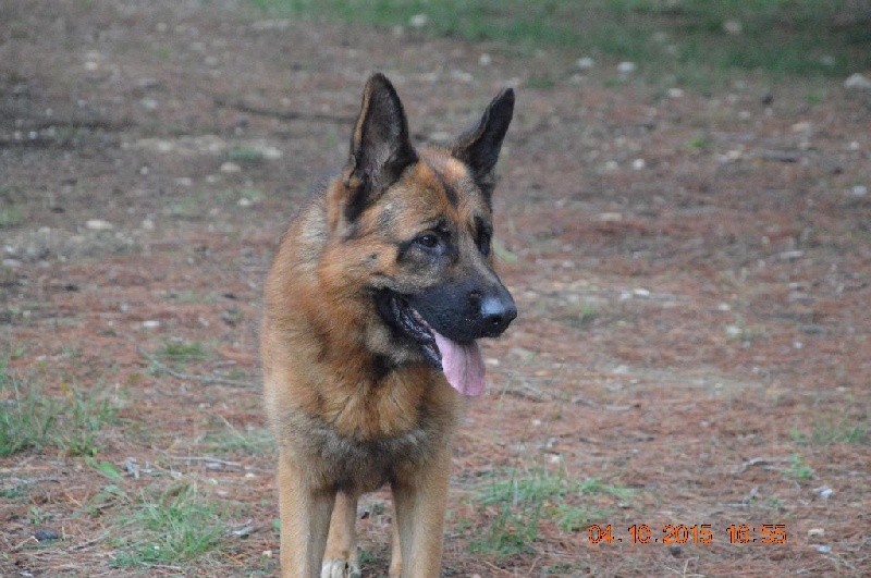 Publication : Des Terres D'Harmony Auteur : Elevage des Terres d'Harmony