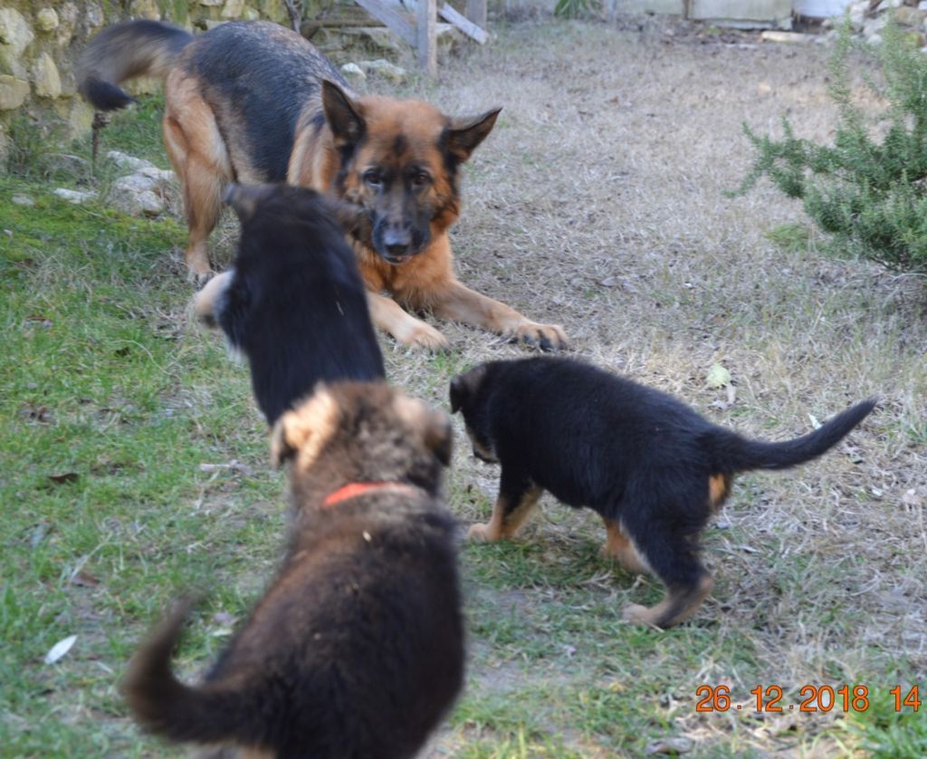 Publication : Des Terres D'Harmony