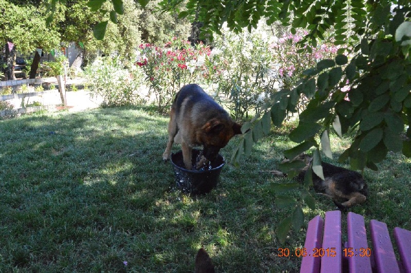 Publication : Des Terres D'Harmony Auteur : Elevage des Terres d'Harmony