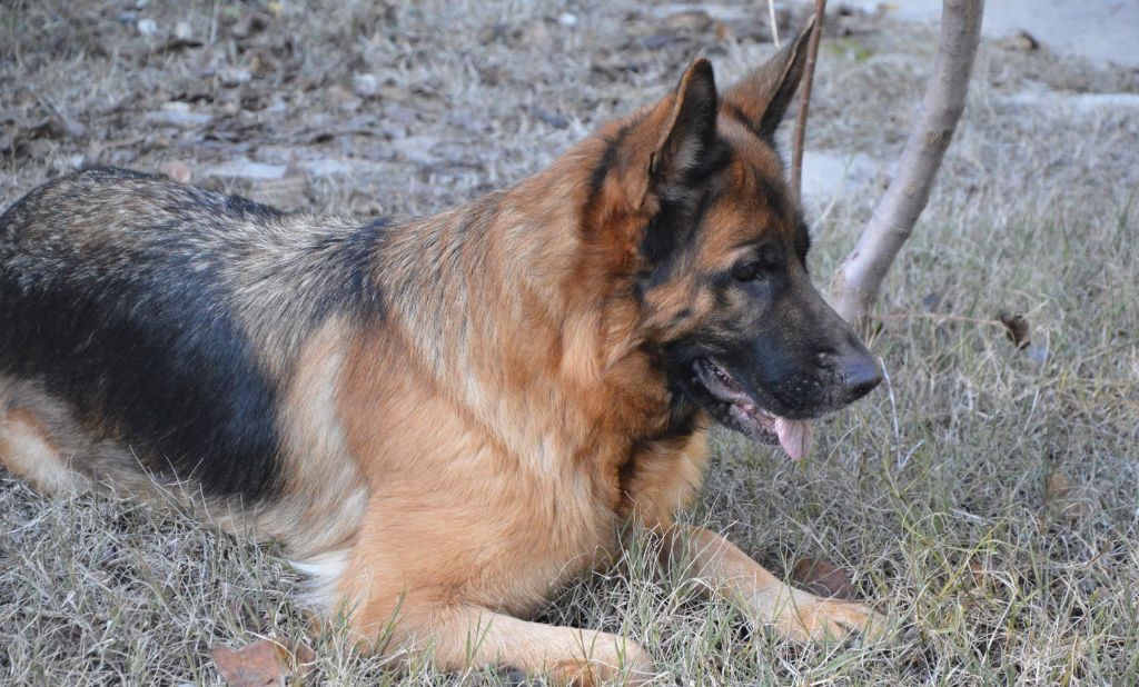 Publication : Des Terres D'Harmony