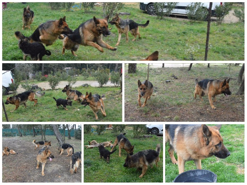 Publication : Des Terres D'Harmony Auteur : Elevage des Terres d'Harmony