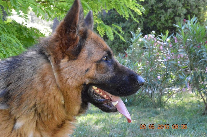 Publication : Des Terres D'Harmony Auteur : Elevage des Terres d'Harmony