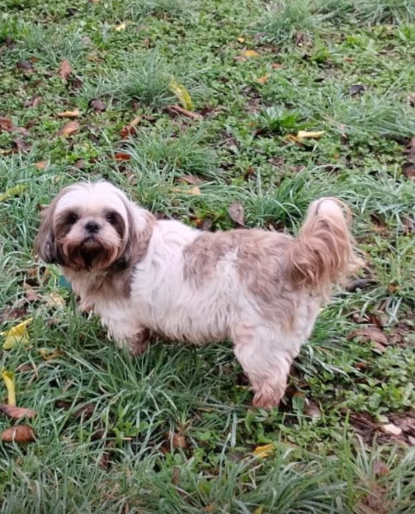 Photo Canine et Féline à Pierrelatte (26) - DES HAUTS DE PROVENCE