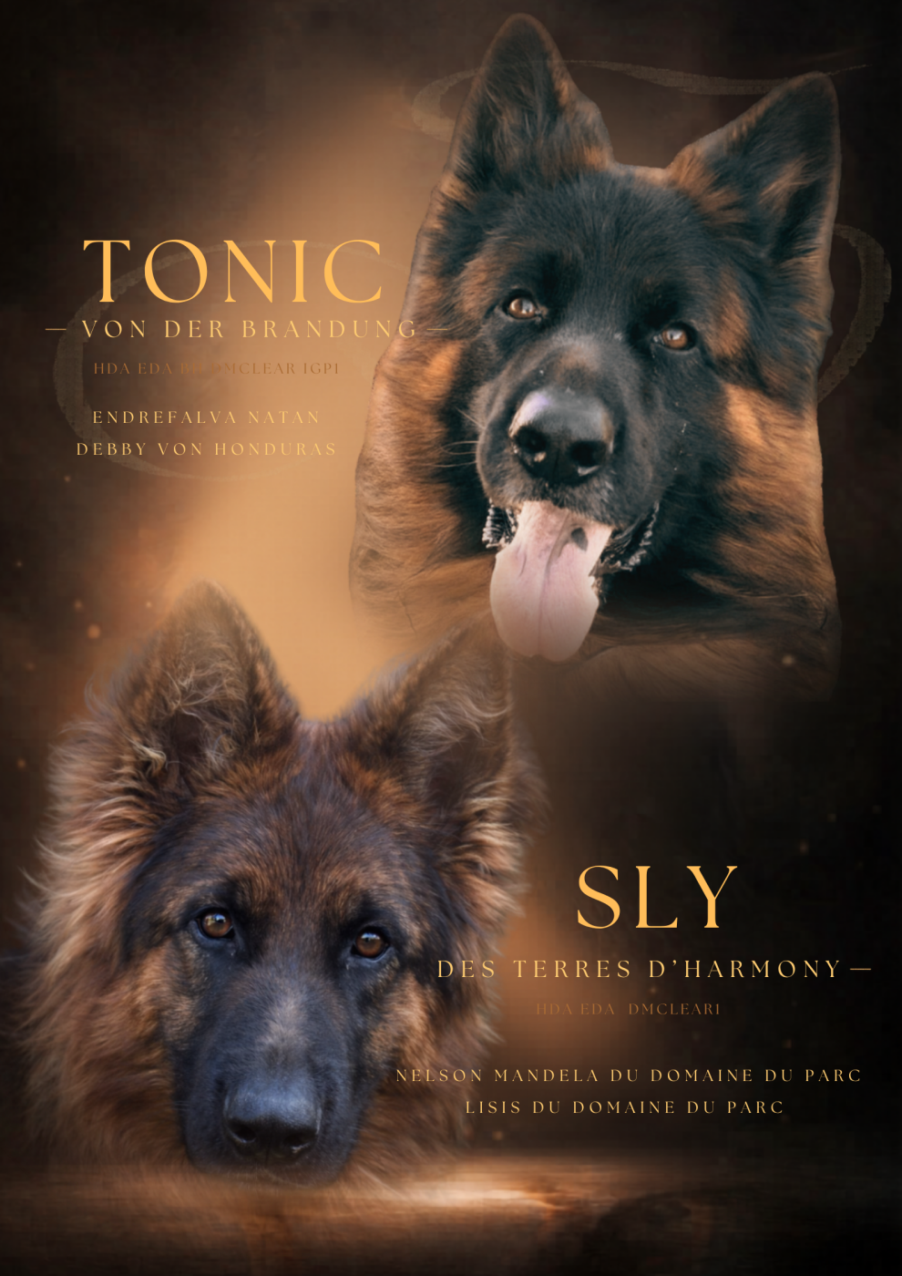 Chiot N°9 - Berger Allemand Poil Long