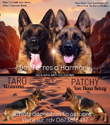 Les chiots de Berger Allemand