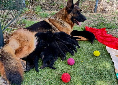 Les chiots de Berger Allemand