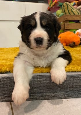 Les chiots de Berger Australien