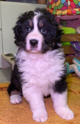 Les chiots de Berger Australien