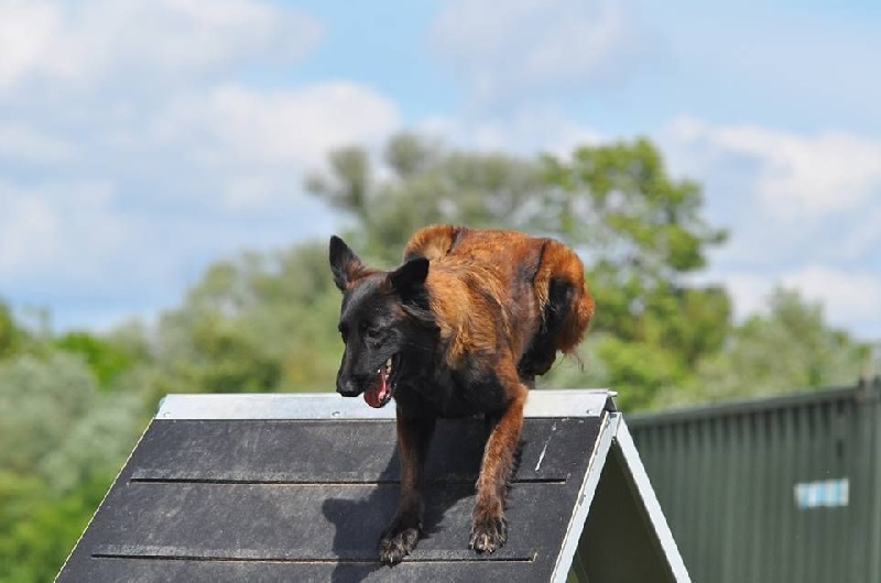 Indra du Domaine D'Emyty