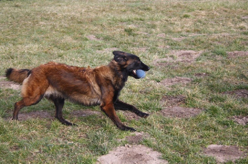 Indra du Domaine D'Emyty