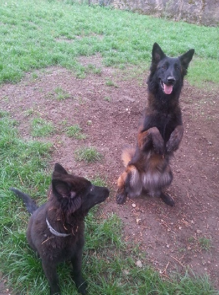 Indra du Domaine D'Emyty