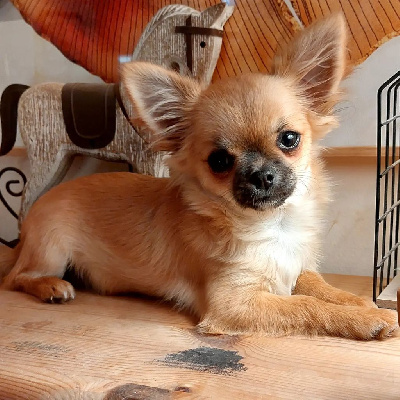 Ultra Love - Chihuahua