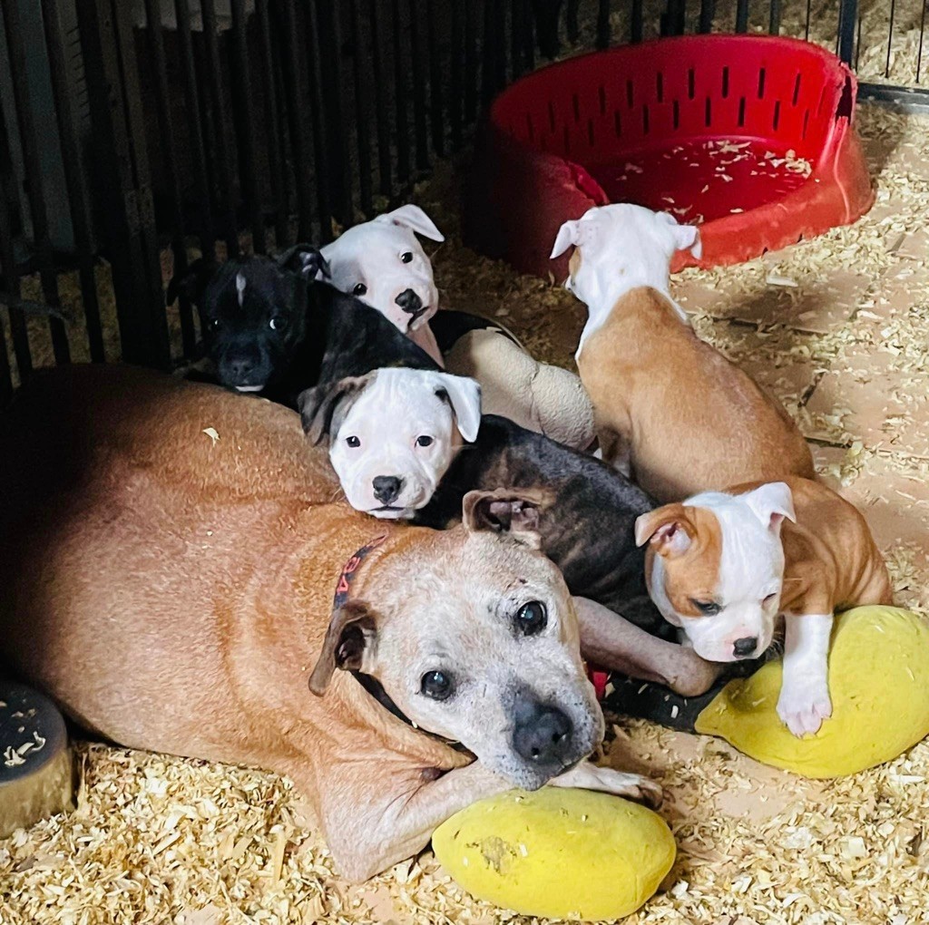 Publication : Of The Warriors Red Skins