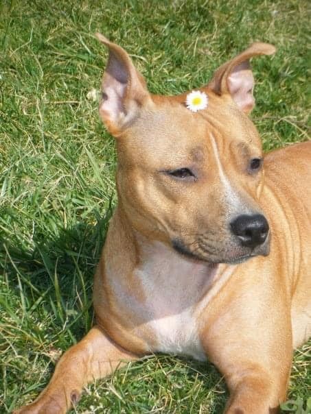 Publication : Of The Warriors Red Skins