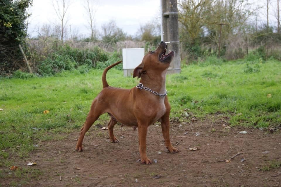 Publication : Of The Warriors Red Skins