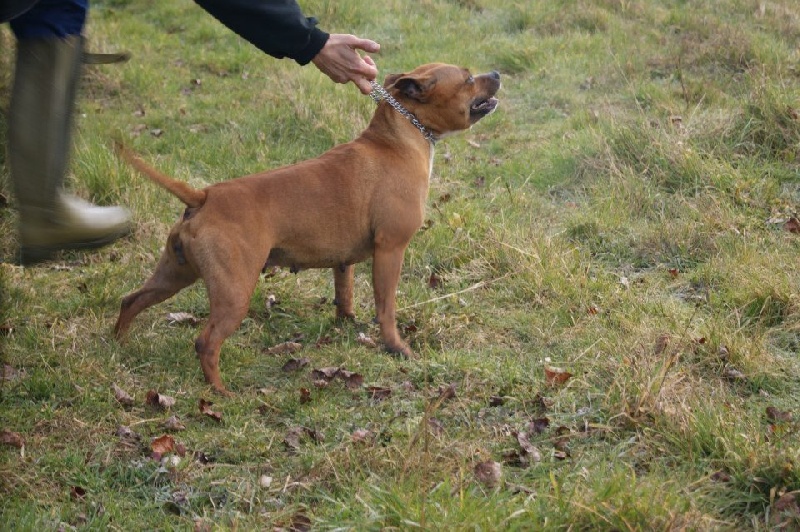 Publication : Of The Warriors Red Skins