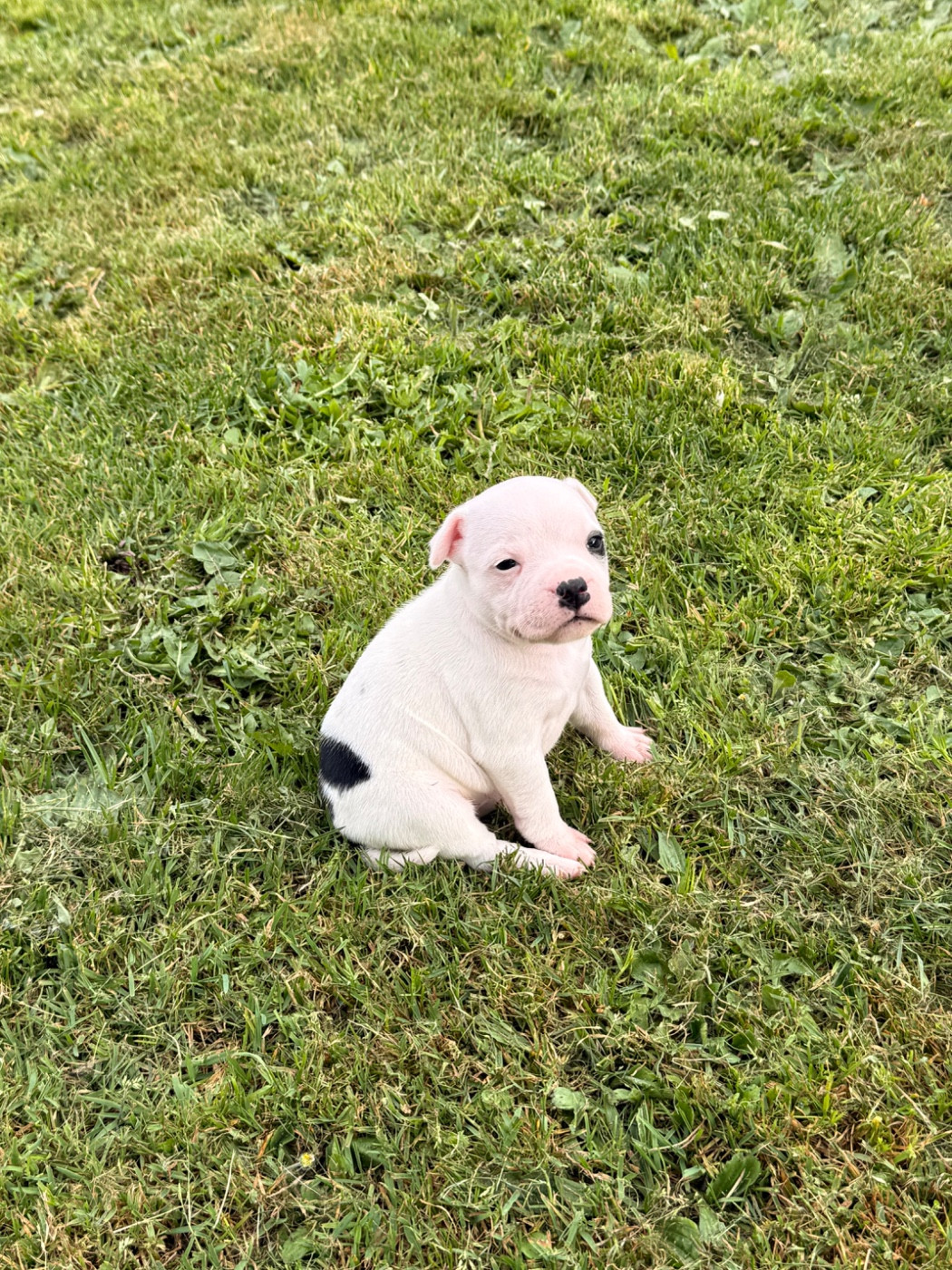 Chiot N°3