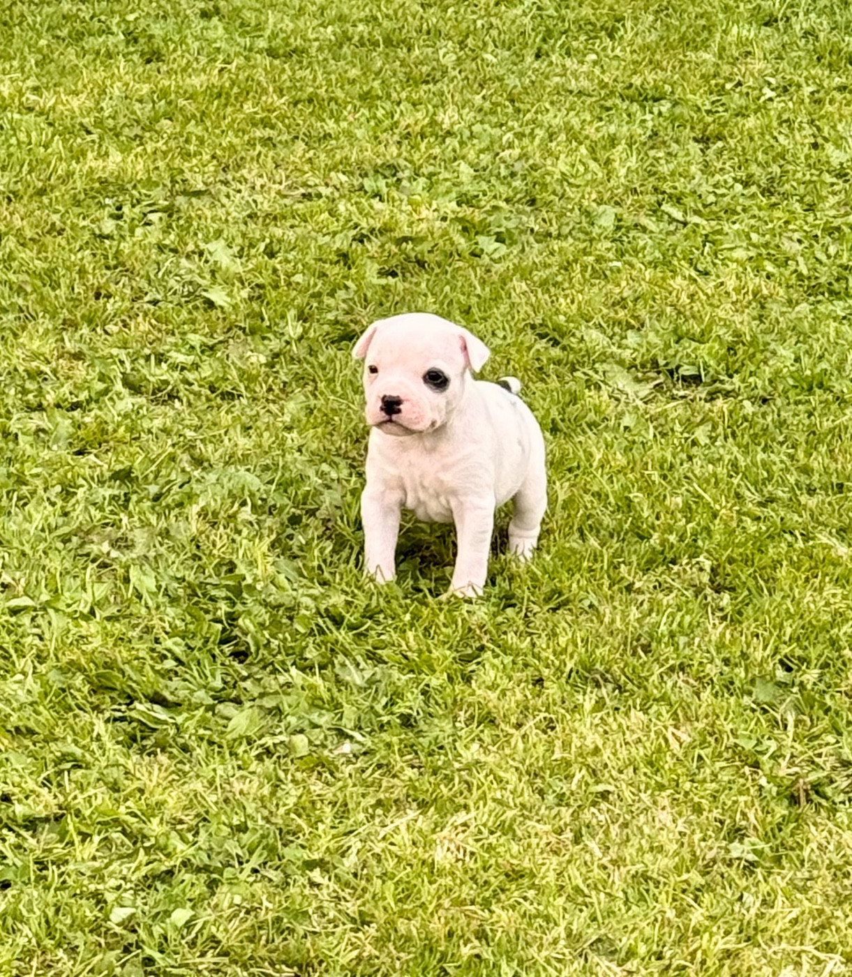 Chiot N°3