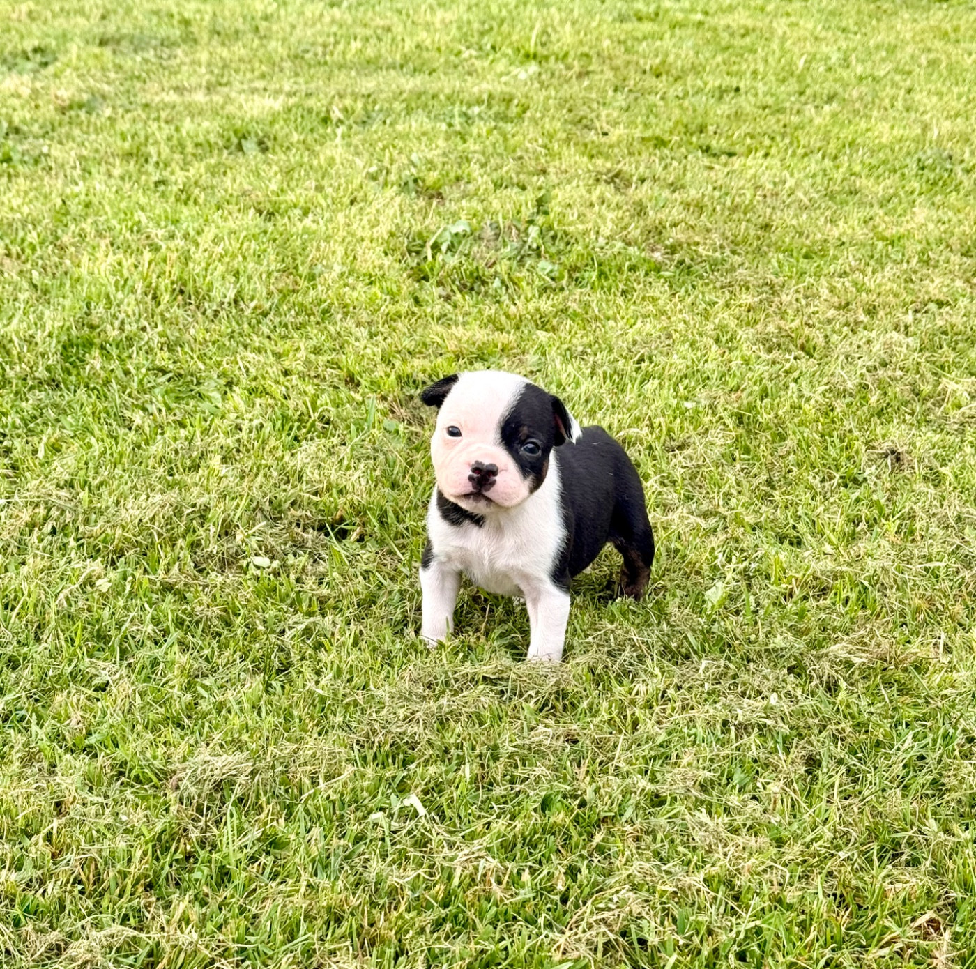 Chiot N°2