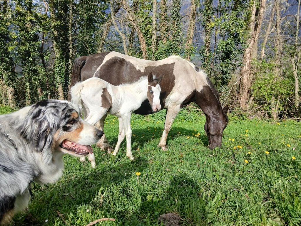 Sheyenne (Sans Affixe)