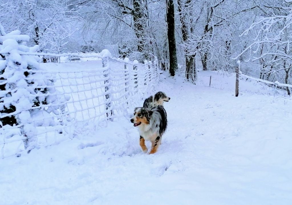 Sheyenne (Sans Affixe)