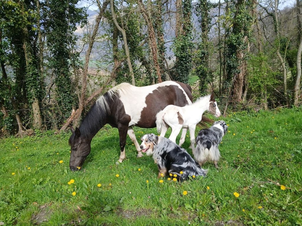 Sheyenne (Sans Affixe)