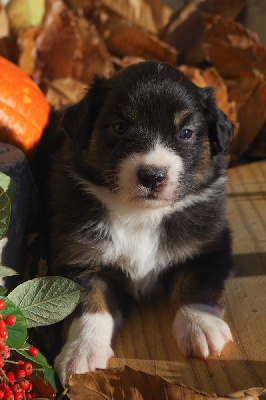 Les chiots de Berger Australien