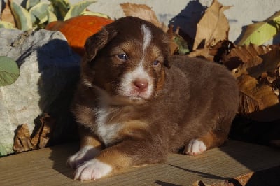 Les chiots de Berger Australien
