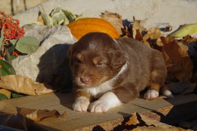 Les chiots de Berger Australien