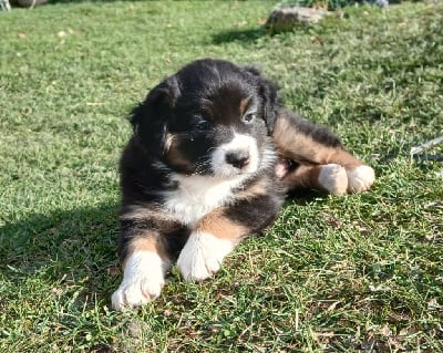 Les chiots de Berger Australien