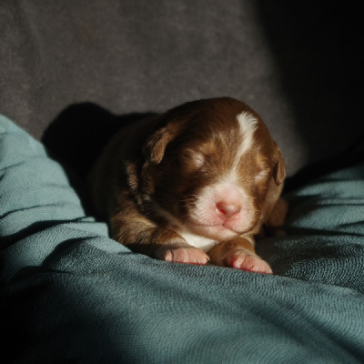 Les chiots de Berger Australien