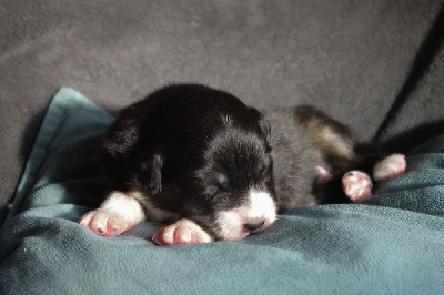 Les chiots de Berger Australien