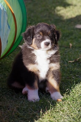 Les chiots de Berger Australien