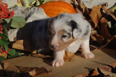 Les chiots de Berger Australien
