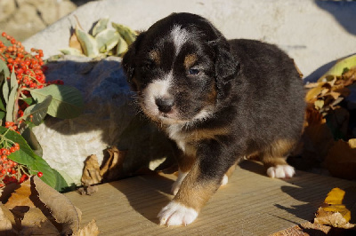 Les chiots de Berger Australien