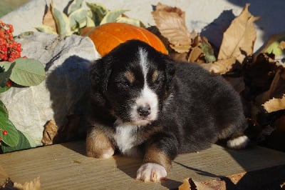 Les chiots de Berger Australien