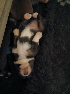 Les chiots de Berger Australien