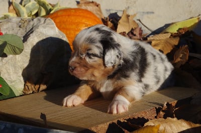 Les chiots de Berger Australien