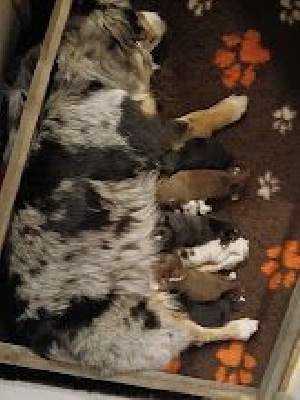 Les chiots de Berger Australien