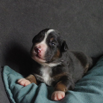 Les chiots de Berger Australien