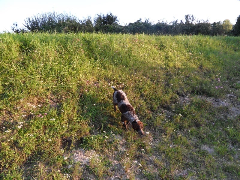 Fifi De La Ferme De La Cendriere
