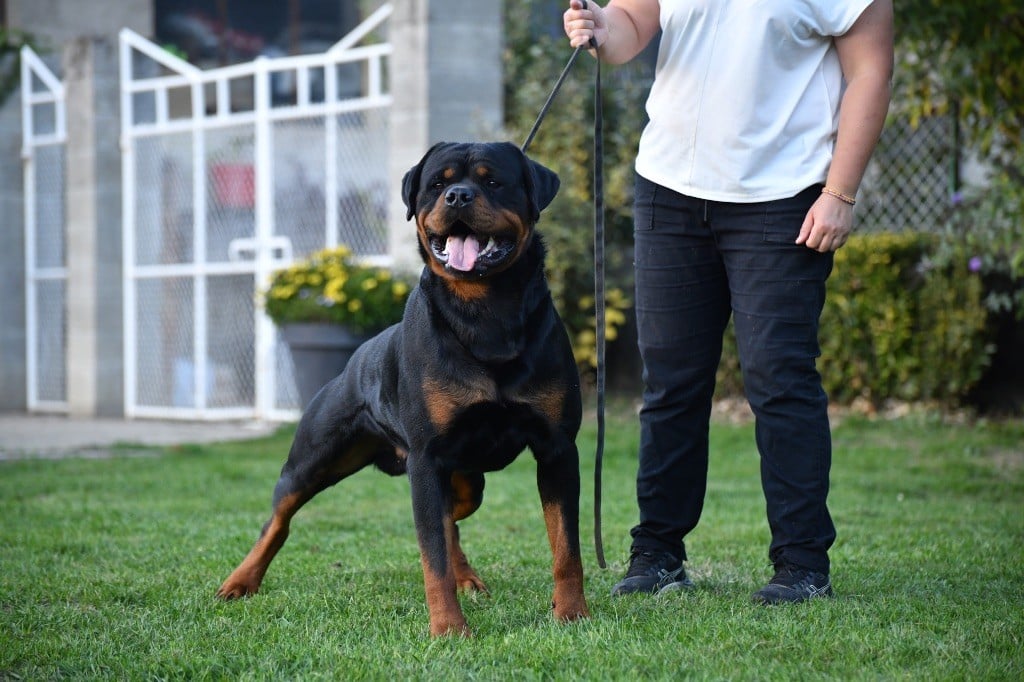 Ullman Sur La Voie De La Reconnaissance