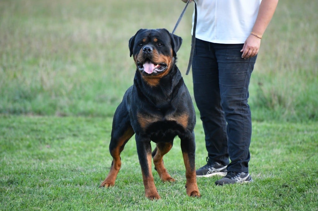 Ullman Sur La Voie De La Reconnaissance
